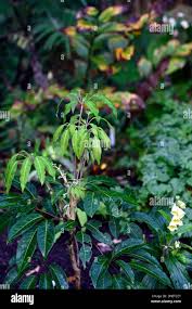 Image result for Nymphoides brevipedicellata