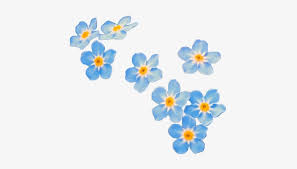 Large collections of hd transparent tumblr png images for free download. Tumblr Flower Png Forget Me Not Flowers Transparent Png Image Transparent Png Free Download On Seekpng