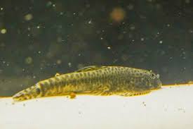 Image result for Phyllorachis