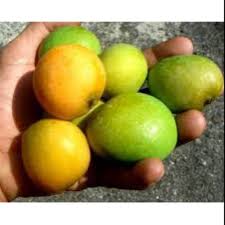 Orang pertama kali menanam apel di asia tengah, kini apel banyak dikembangkan dan. Mangga Apel Atau Telur Mardi 1kg Shopee Indonesia