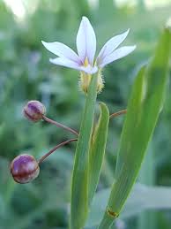 Image result for Sisyrinchium micranthum