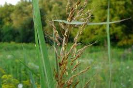 Image result for Sorghastrum