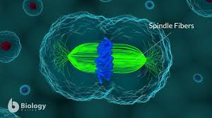 Check spelling or type a new query. Spindle Fiber Definition And Examples Biology Online Dictionary
