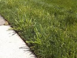 Northerners don't see it until late may. Is This Crabgrass Sharp Lawn Care