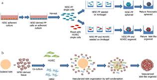 Animal cell culture protocol pdf. Generation Of Pancreatic B Cells For Treatment Of Diabetes Advances And Challenges Stem Cell Research Therapy Full Text
