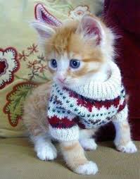 Jana Mihokova Kittens Cutest Cute Baby Animals Kittens