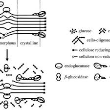 Pdf Cellulose Nanofibers For The Production Of Bionanocomposites