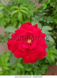 Image result for Rosa sp.