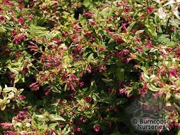 Image result for Jasminum beesianum