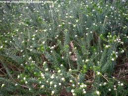 Image result for Phylica