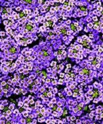 Image result for Dolichos angustifolius