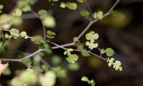 Image result for Streblus