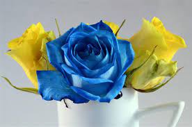 Although these are no longer commonly understood by populations that are increasingly divorced from their old rural traditions, some survive. Symbolic Meaning Of Blue Roses That Ll Leave You Stupefied Gardenerdy