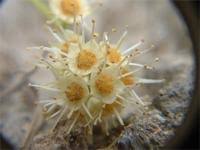 Image result for Terminalia boivinii