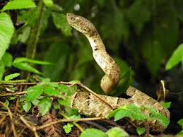 Image result for Bothrops punctatus