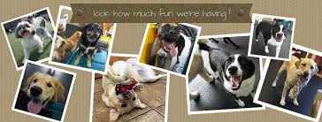 Pet resorts of america is a locally owned dog and cat boarding, bathing and daycare facility which has served the nashville, tennessee community since 2001. All American Pet Resorts Lakeshore Home Facebook