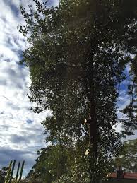 View deals for hibiscus regal. Lopping In North Shore Sydney Tree Co
