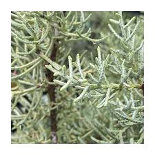 Image result for Cupressus arizonica