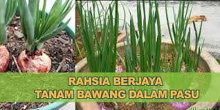Tidak dapat dipungkiri bahwa bawang merah adalah salah satu bahan bumbu masak yang digunakan di setiap hidangan. Belajar Cara Tanam Bawang Merah Di Dalam Pasu Kebun Bandar