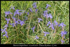 Image result for Moraea schimperi