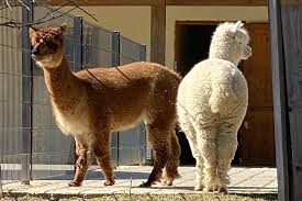 We also have an alpaca and a petting pony. Eifel Farm Eifelpark Gondorf Amusementpark Themepark Germany