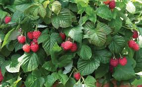 They may be hairy on the top. Raspberry Shortcake Bushel And Berry