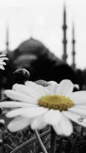 Player skin with username alenzi. Most Beautiful Flowers Beautiful Flowers Flowers