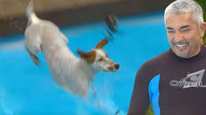 Most dogs love to swim, but most residents don't want to swim with them in the community pool. Will A Swim Calm Down This Thrashing Dog Cesar 911 Swimmer S Daily