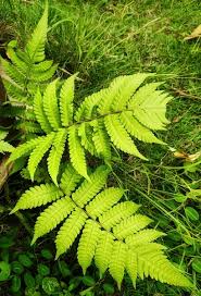 Image result for Deparia