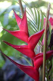 The Strelitzia Or Bird Of Paradise Flower Commonly Called This Because Of It S Resembl Tropical Flowers Tropical Flower Arrangements Birds Of Paradise Flower