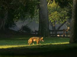 Common if you sit on the fence, you refuse to give a definite opinion about something or to say who you support in an argument. Warning Coyotes Are A Serious Threat Professional Pet Sitter And Dog Walker In Redondo Beach Ca
