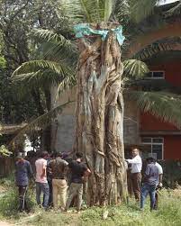 If you have fewer living trees than you want, or would like more pine then you native trees are best adapted to our local climates. A Beloved Banyan Tree Is Dying Slowly After Kerala Floods Speaker Seeks Help The News Minute