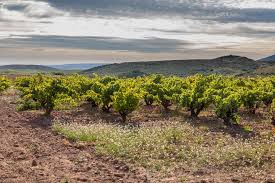 LUIS OLIVAN MALVAR 2020