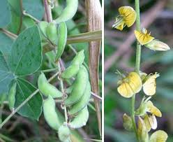 Image result for Rhynchosia