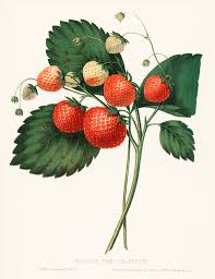 Strawberry plant free vector we have about (7,052 files) free vector in ai, eps, cdr, svg vector illustration graphic art design format. Botanical Strawberry Plant Illustration Download Illustration 2020