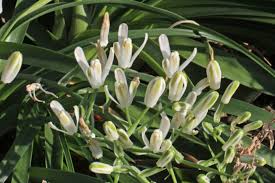 Image result for Albuca nigritana