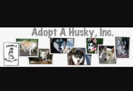 Huskies' almond shaped eyes dazzle in brown, blue or heterochromia. Indiana Archives Husky Directory Husky Directory
