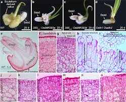Root Definition Anglo English Ist One Who Saur Lizard Pithec Ape Calli -  Ppt Download