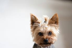 Yorkshire terrier poses