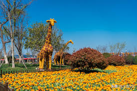 More than 30 million tulips blossom there, and it attracts over 120,000 newly weds every. The First Sea Of Tulips In China Over 3 000 Acres And More Than 30 Million Tulips Are In Full Bloom In Yancheng Dafeng Inews