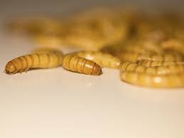 See full list on atbuz.com European Commission Rules Yellow Mealworms As Safe To Eat In The Eu