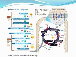 Give the answer in significant figures of the following addition problem. Pogil Exercise Cellular Respiration Ppt Download