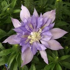 The world of clematis is filled with beauty and diversity. Clematis Vii Mike S Garden Top 5 Plants