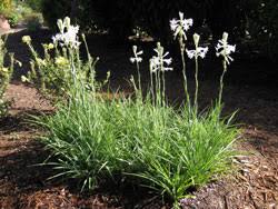 Image result for Polianthes tuberosa