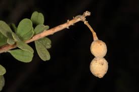 Image result for Maerua salicifolia