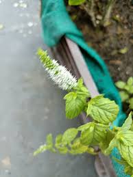 Image result for Tapinanthus forbesii