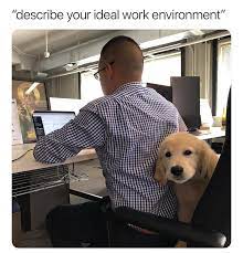 25 Workplace Memes For Anyone Who S Ever Hated Their Job Dog Memes Funny Animal Memes Dog Jokes