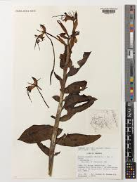 Image result for Bonatea steudneri