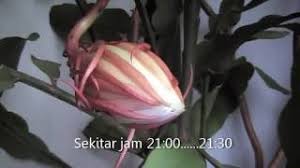 (100) misteri mekarnya bunga wijaya kusuma.yang aku tanam di dalam rumah ku. Bunga Wijaya Kusuma Youtube