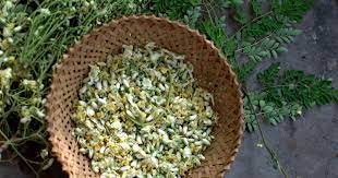 Drumstick Flowers In A Delicious Pickle Or Recipe Of Sehjan Ke Phool Ka Achar Delicious Nigella Seeds Drumsticks